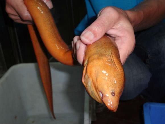 为什么河岸边石头缝里钓到的黄鳝更肥更大?老头给了我答案