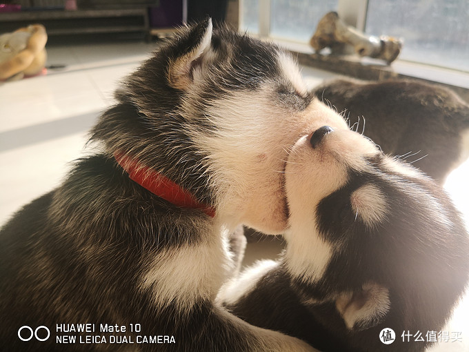 一次创世纪的生活体验—记哈士奇当妈妈