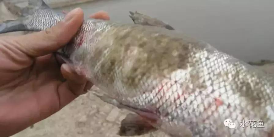 鱼类生病的表现,鱼类赤皮病