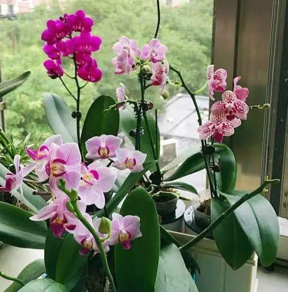 新手养蝴蝶兰的正确技巧,新手养蝴蝶兰的正确方法