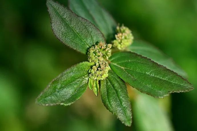 100种常见观叶植物图鉴史上最全,农村常见的100种植物