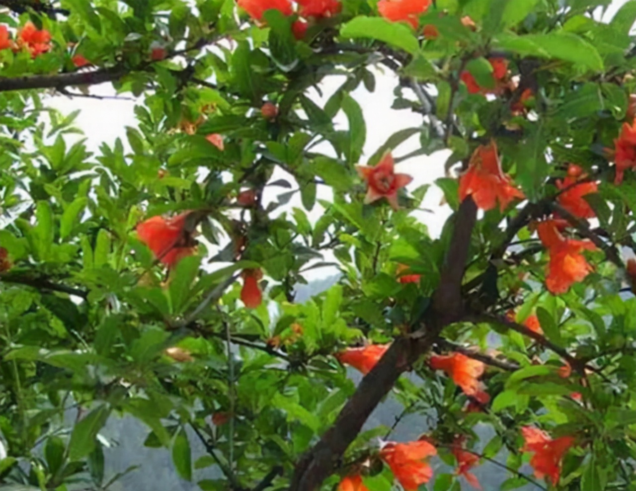 秋天吃石榴对身体有没有伤害,秋季石榴可以多吃吗