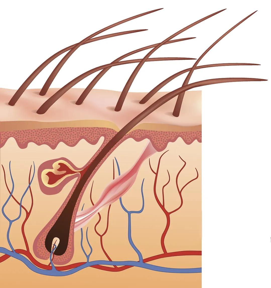 快来自救，拒做秃头的小北北