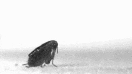 改变历史的跳蚤,微小却让人颤栗