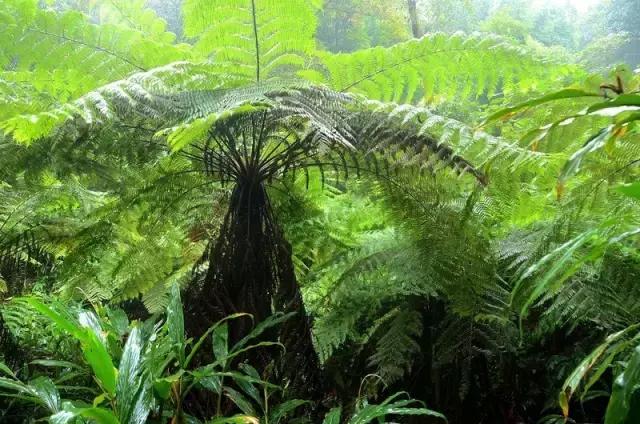 海南珍贵树木有哪些图片,海南花草树木名称大全