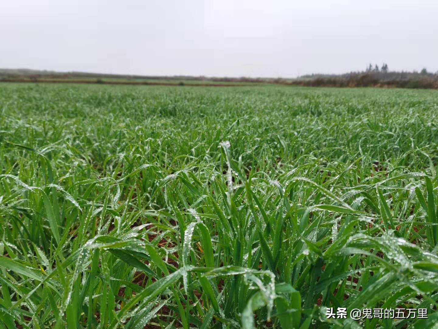 鬼哥的五万里D118骑记:云南,未来可期,泸西县-罗平县