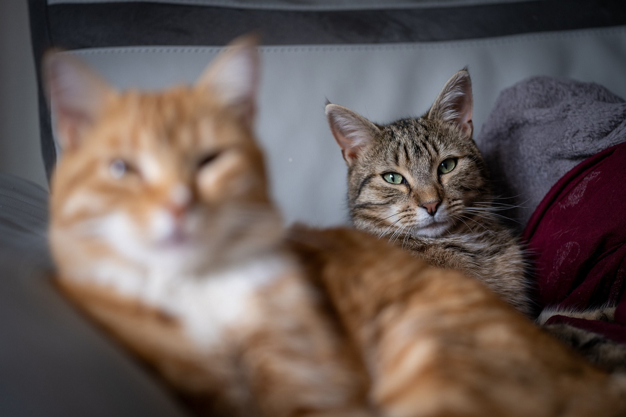 富士gfx50sii视频测试,富士高端相机gfx100s参数