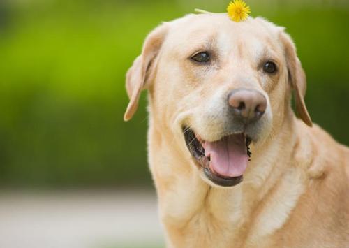 狗狗鼻头不黑的原因,狗狗黑鼻头