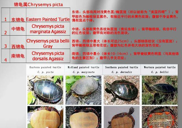 巴西脸龟类成体大小,巴西脸的龟长大什么样