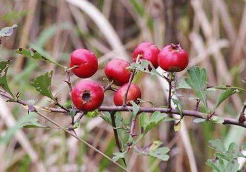 野山楂药用功效,中药材野山姜