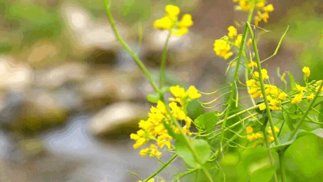 汉中周边踏青的好地方有哪些,汉中乡村游秘境