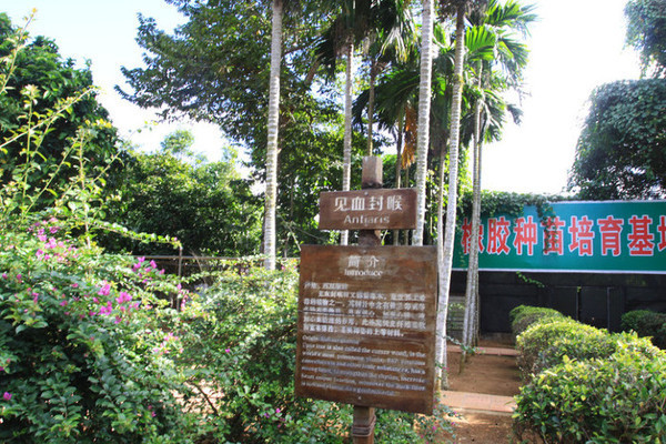 海南旅游海口到三亚自由行,从海口到三亚感受海南的无限魅力