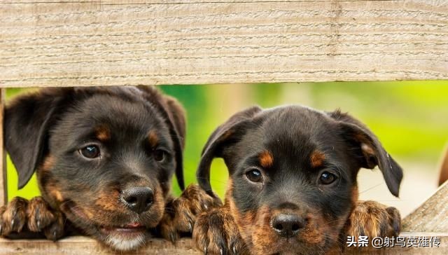 千万不要给狗狗吃鸡骨头,狗狗3个月可以吃鸡骨头吗