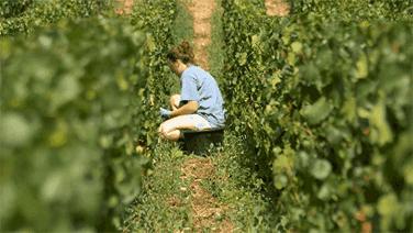 法国葡萄园工人收入,在法国葡萄酒厂打工赚钱吗