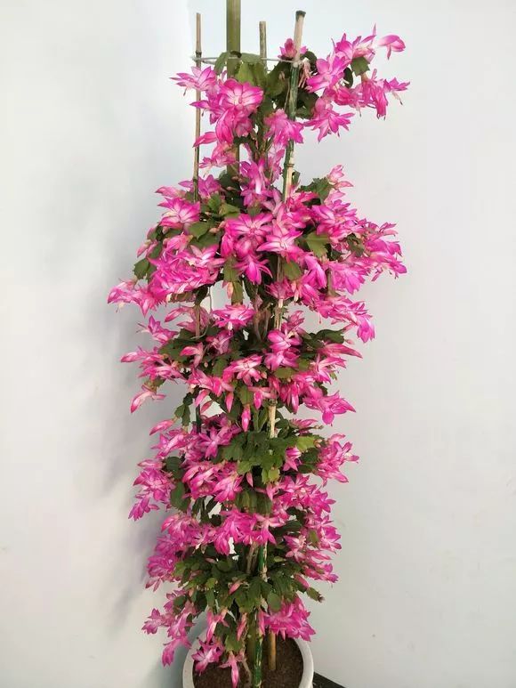 养花用多菌灵和磷酸二氢钾,养花磷酸二氢钾如何正确使用