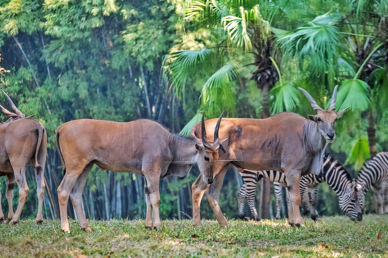 玩转广州长隆野生动物世界之行,广州长隆动物世界游玩攻略图