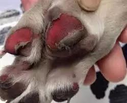 狗狗肉垫护理视频,夏季狗狗冰垫