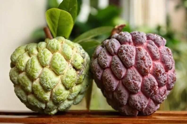 澳洲水果的营养价值,澳洲必吃的10种水果