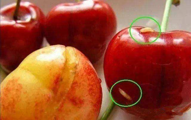 樱桃果蝇怎么防治最有效,氯虫苯甲酰胺防治大樱桃果蝇吗