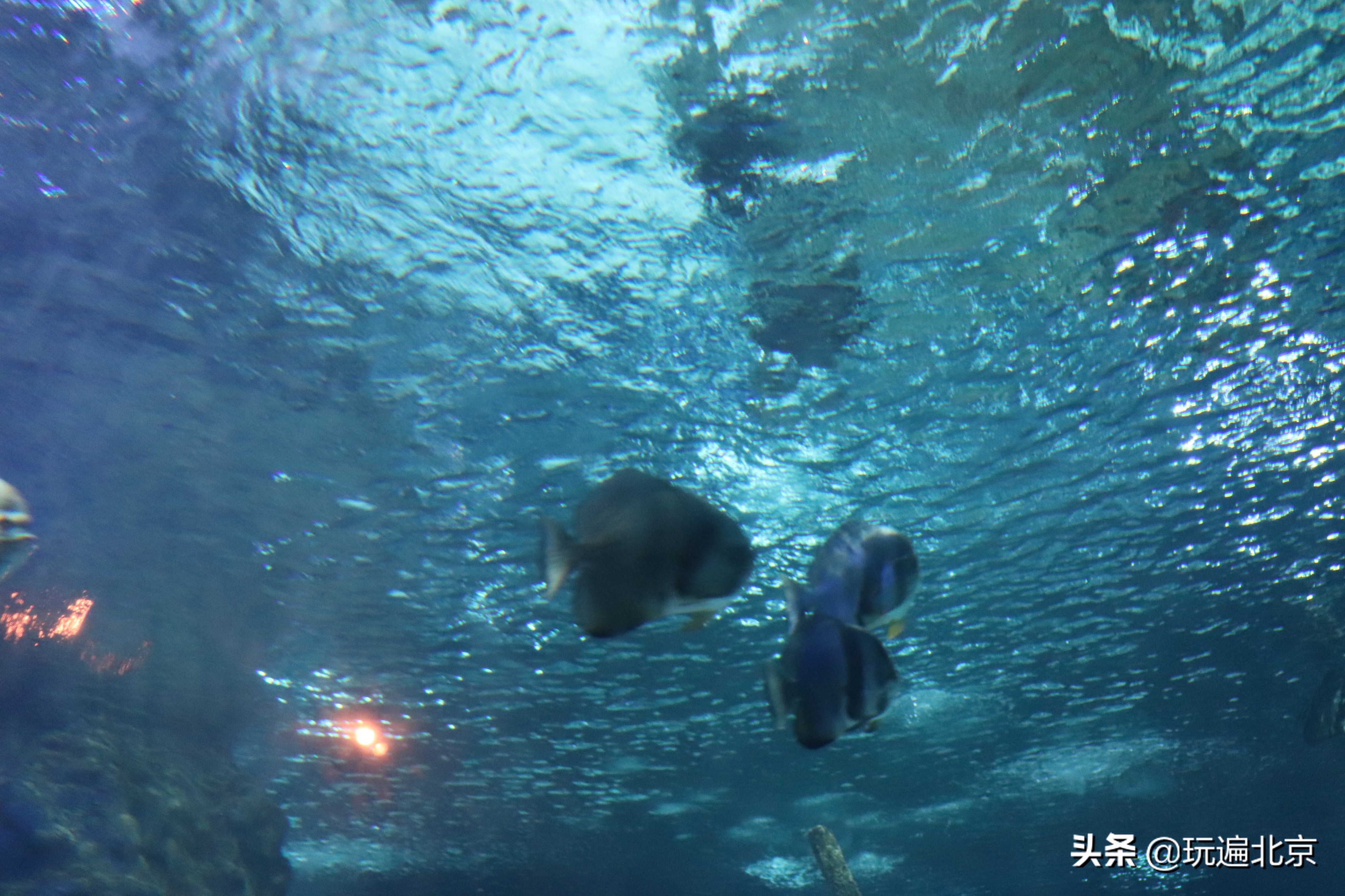 富国海底世界,海底世界的深海奥秘