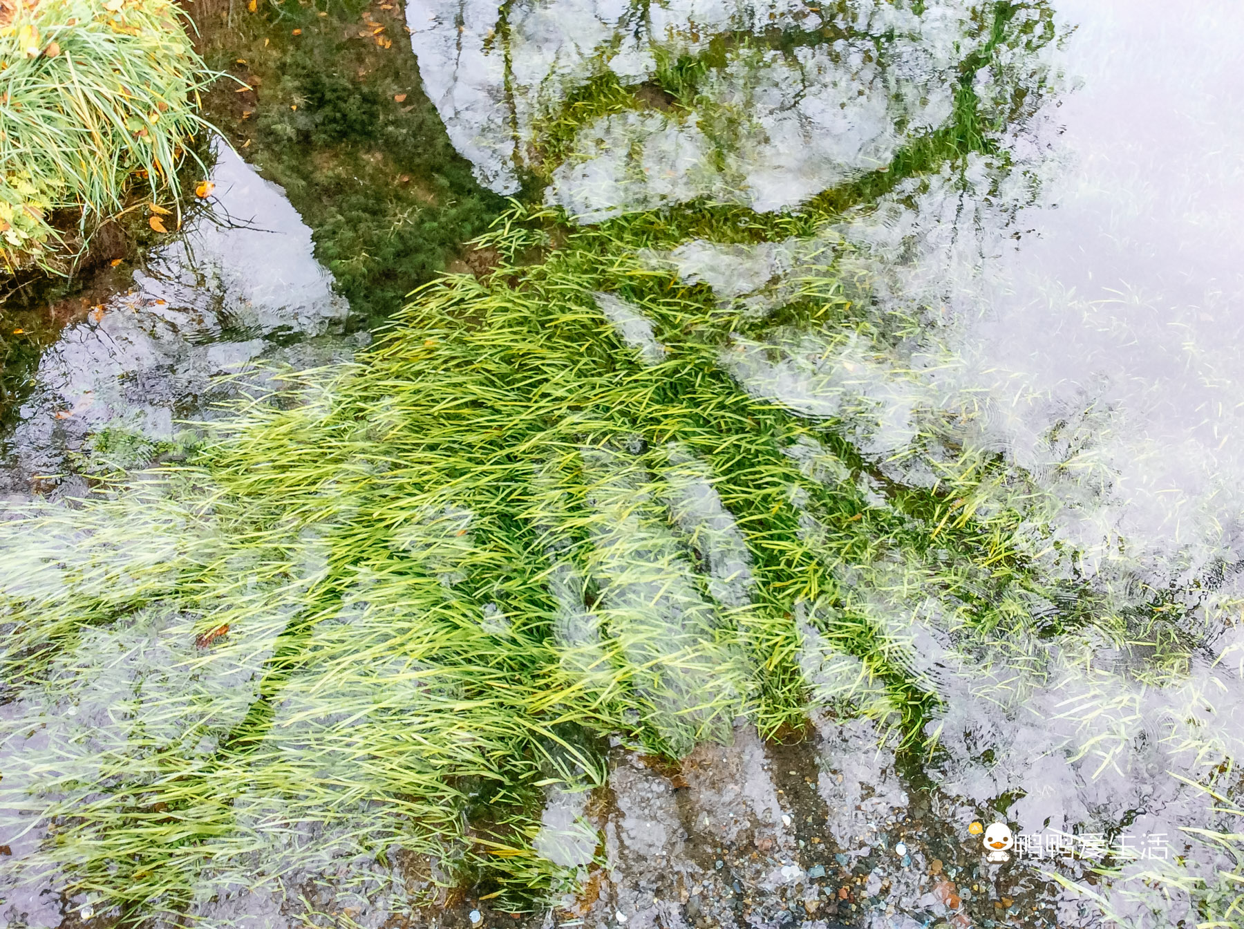 日本“小九寨”藏在富士山下,5月起繁花盛开,还能把泉水带回家