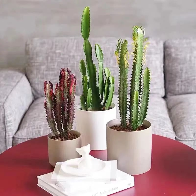 冬季室内怎么养龙骨花视频,龙骨花春天怎么扦插