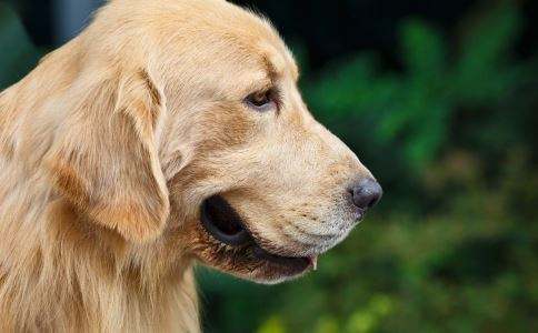 金毛狗可以治愈主人的抑郁症,抑郁症金毛狗狗