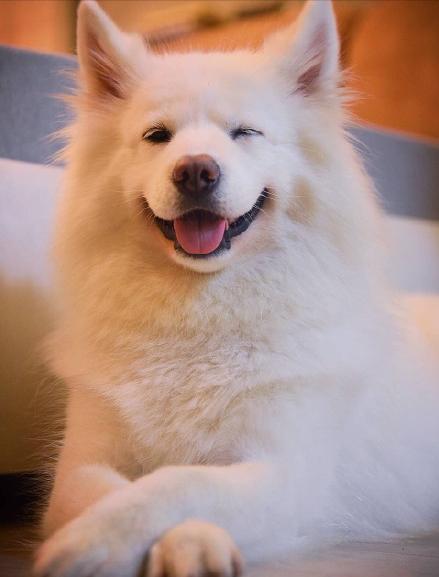 萨摩耶越来越瘦怎么回事,萨摩耶偏瘦怎么办