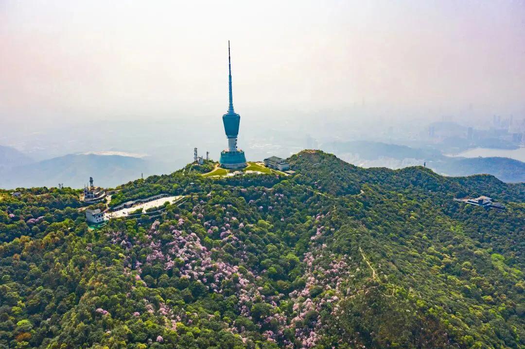 深圳花海公园地址在哪里,深圳中心河公园花海