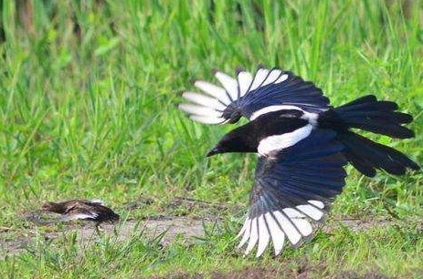 喜鹊吃麻雀幼鸟,喜鹊吃麻雀幼鸟吗