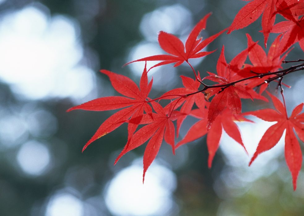 秋之思36——枫丹,白露,月如钩