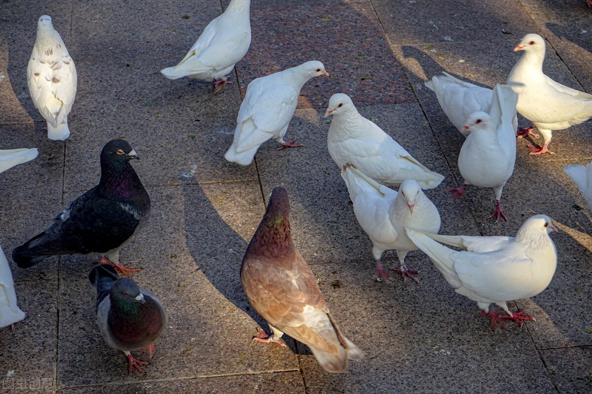 鸽子咳嗽用什么药好得快,鸽子咳嗽用什么药治疗