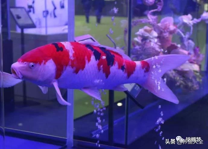 新池锦鲤养水正确方法,锦鲤池无水养锦鲤怎么养的