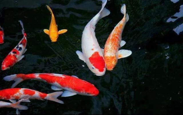 给锦鲤喂食,给锦鲤喂蔬菜好不好