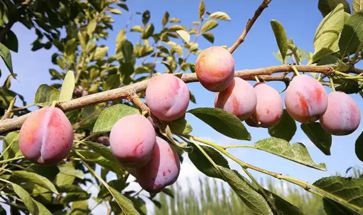 *疆新**法兰西西梅，甜到你心坎里