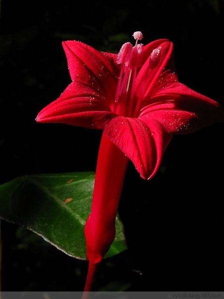 最好记的花名大全,很难得一见的花