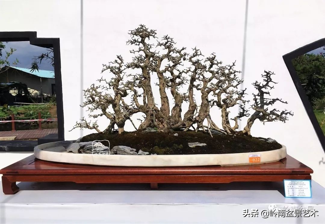 室内十大盆景名贵树种排名,十大盆景名贵树种排名火棘