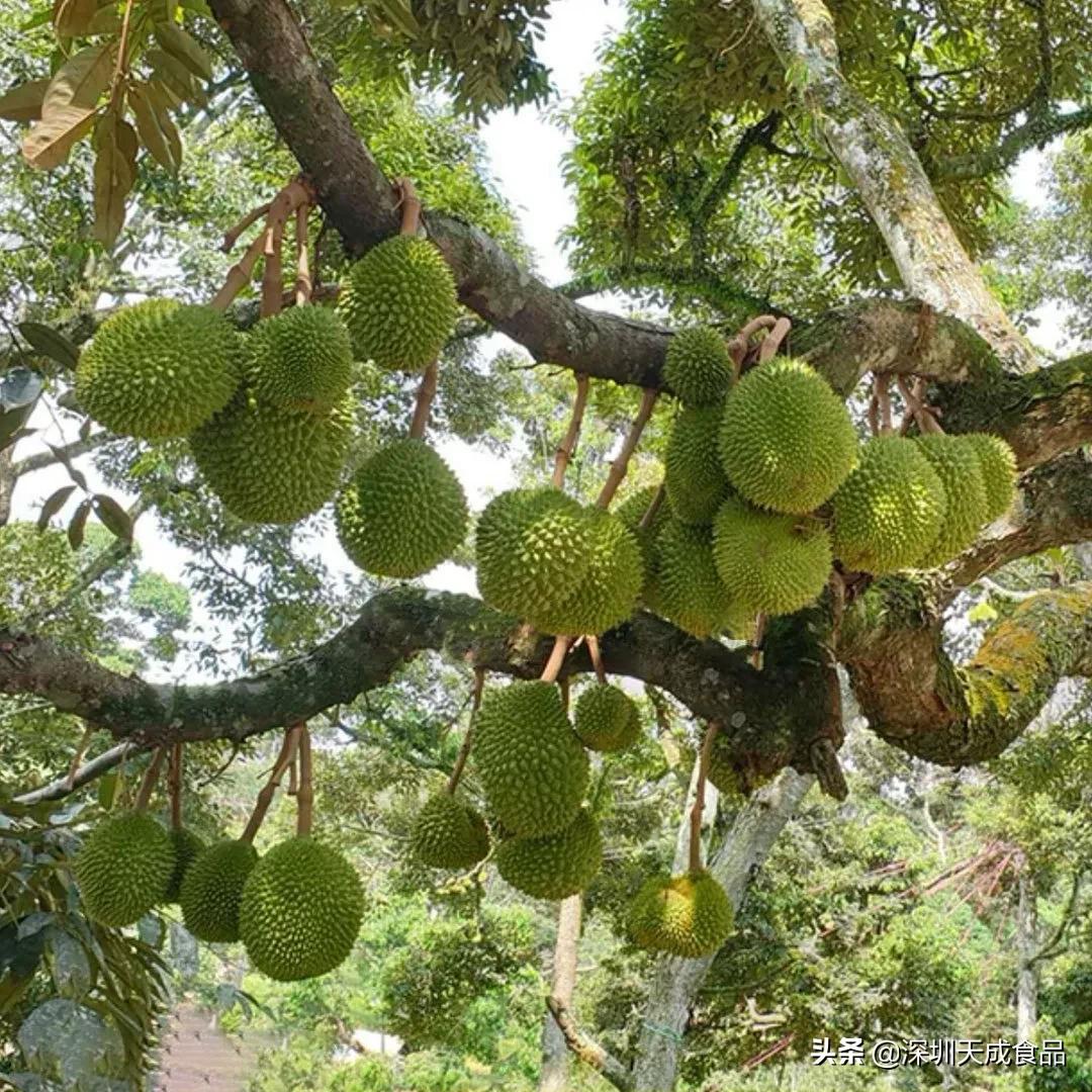 泰国正宗榴莲干,泰国榴莲干哪个好吃又甜