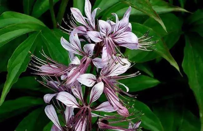 中药祛斑美白面膜使用方法,祛斑美白补水中药面膜有哪些