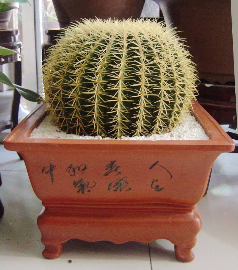 101个仙人球品种,101种仙人球开花图片