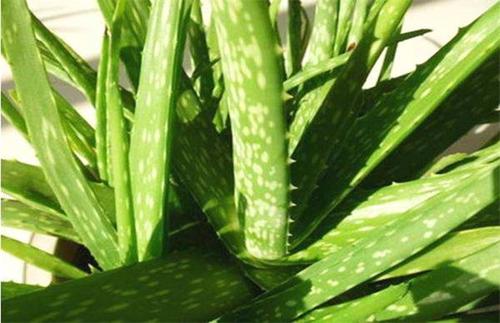 脸部痘痘去红的有效方法,脸部去痘的正确方法