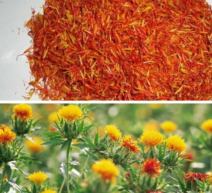 有黄金花之称的特级藏红花,藏红花是花中黄金