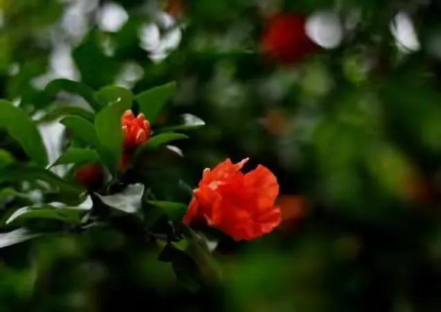 关于月的10首诗,以月为意象的十首诗