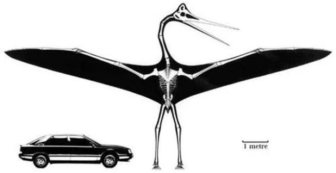 地球最大动物蓝鲸两百吨体重,地球最大的动物是什么动物