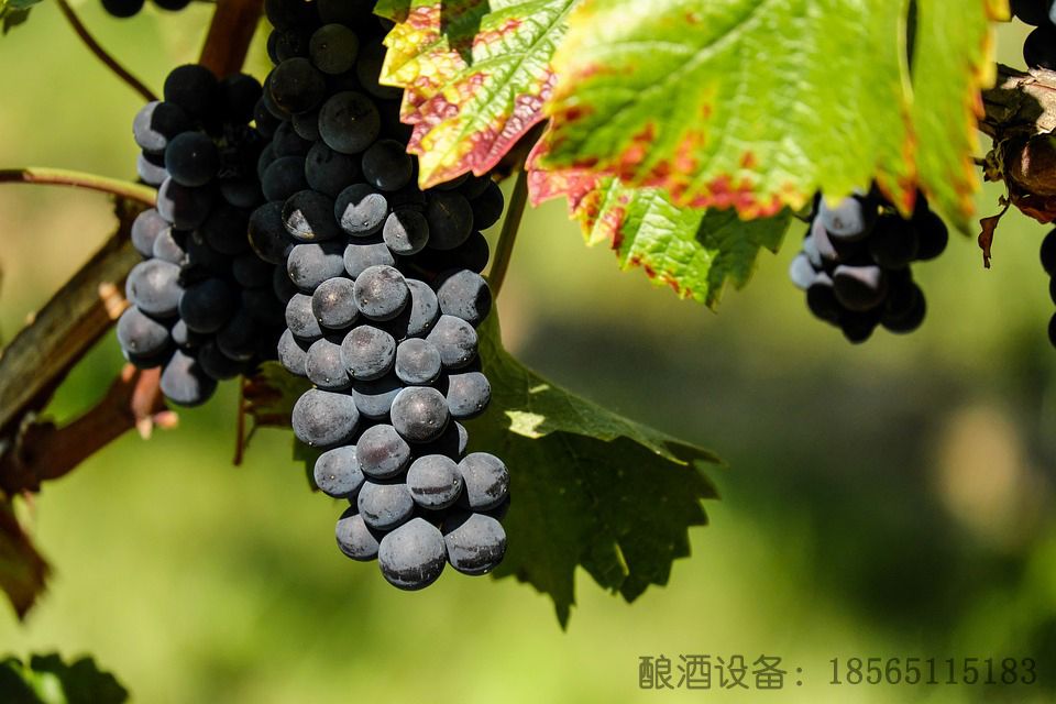 小型果酒酿酒设备有哪些,家用果酒酿酒设备全套