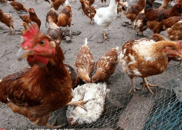 鸡啄癖的原因,鸡啄癖什么意思