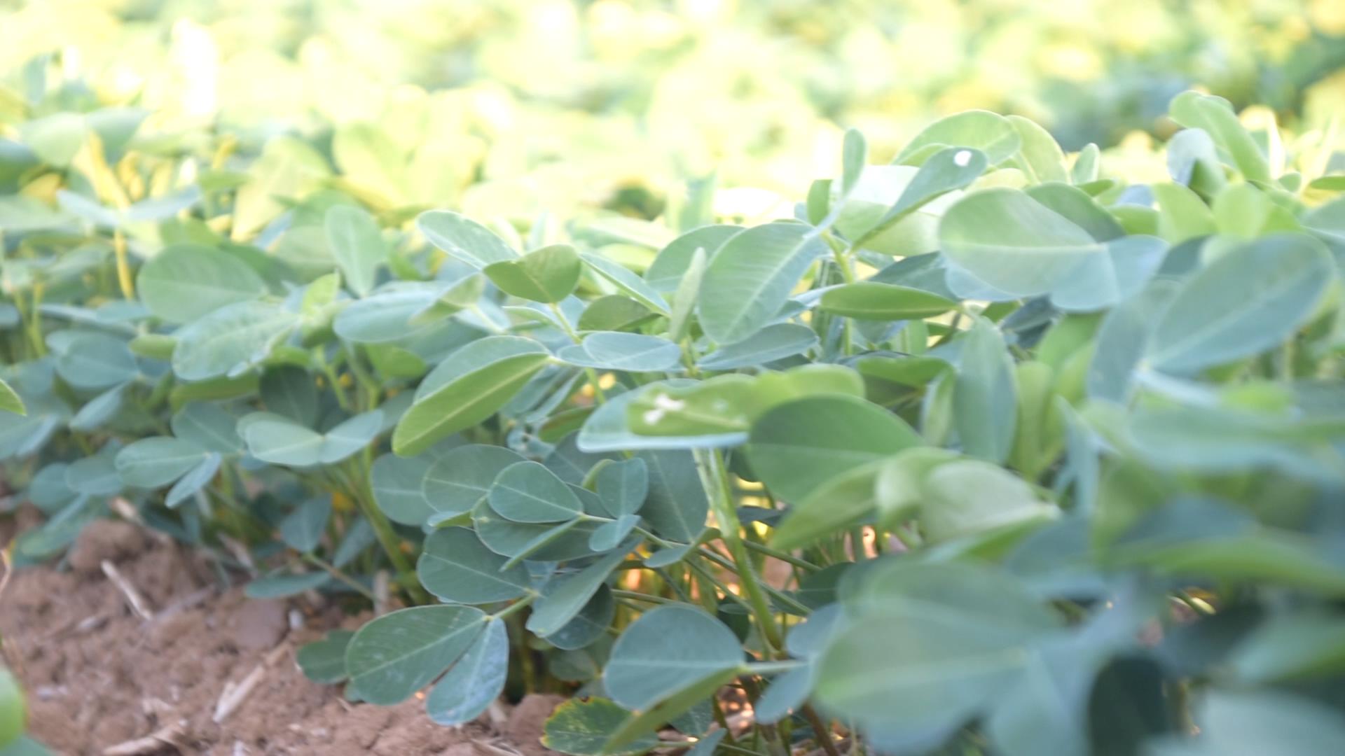 夏花生初花期管理技术,夏花生出苗后多少天可以收