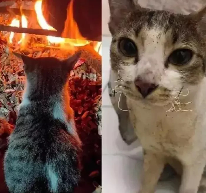 肚子大了，该怎么和家里人解释啊！哈哈哈让你再吃那么多...