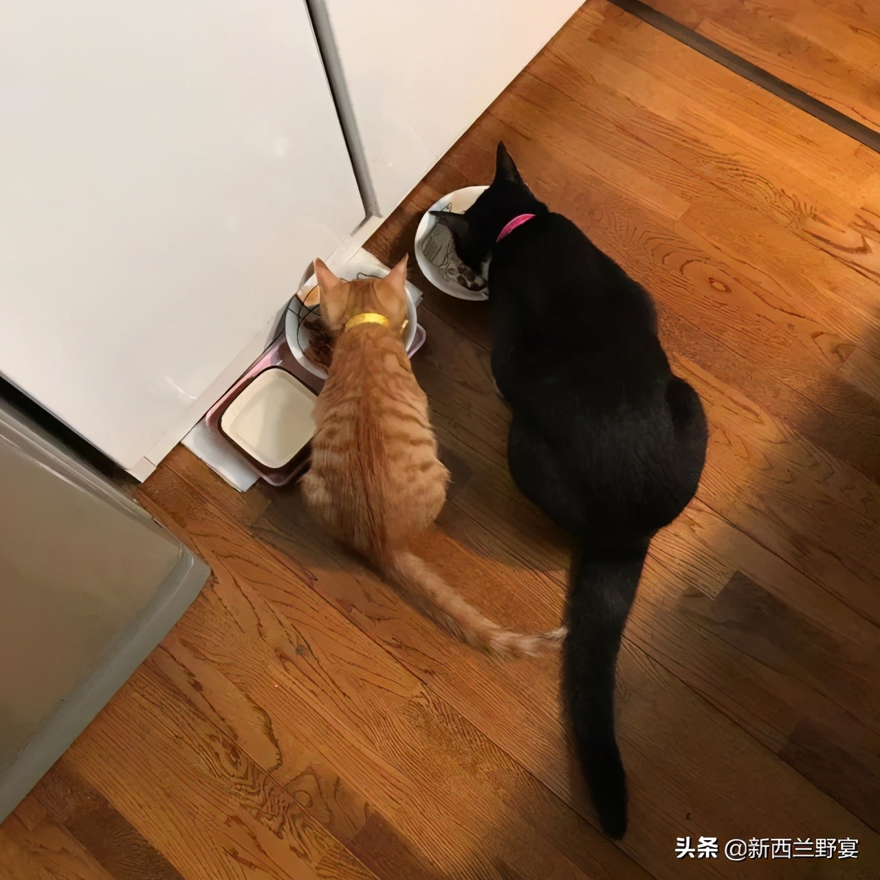 新手养猫解读猫咪8种迷惑行为,养猫一定要牢记七不要对猫咪有益
