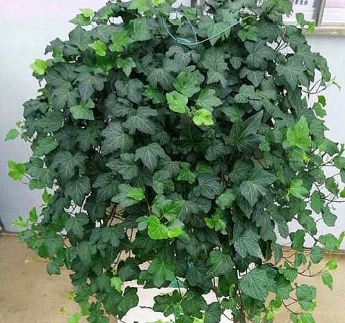 常青藤如何养殖视频,怎样使常青藤长爆盆